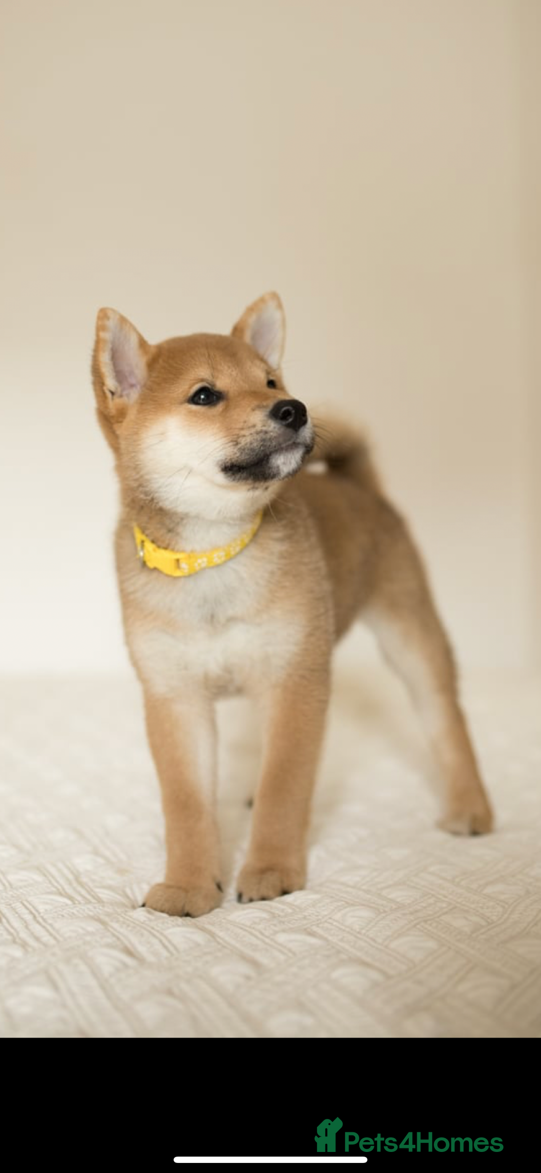 Japanese Shiba Inu dogs for sale: Gorgeous, KC-Registered Shiba Inu Puppies - Advert 4