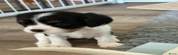 Cavalier King Charles Spaniel dogs for sale: DNA Tested Cavalier King Charles Spaniels Puppies - Advert 9