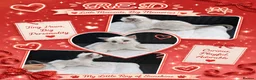 Ragdoll cats for sale: 6 beautiful pure ragdoll kittens - Advert 25