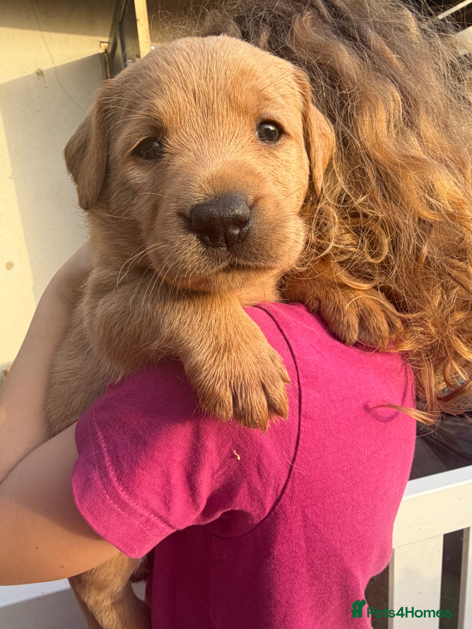 Labrador Retriever dogs 3 puppies left!! Health tested Labs-Yellow/Fox Red - Advert 14