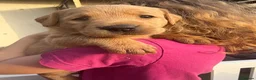 Labrador Retriever dogs for sale: One puppy left!! Health tested Labs-Yellow/Fox Red - Advert 3