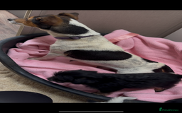 Jackapoo dogs for sale: Jackapoo puppy’s  - Image 12