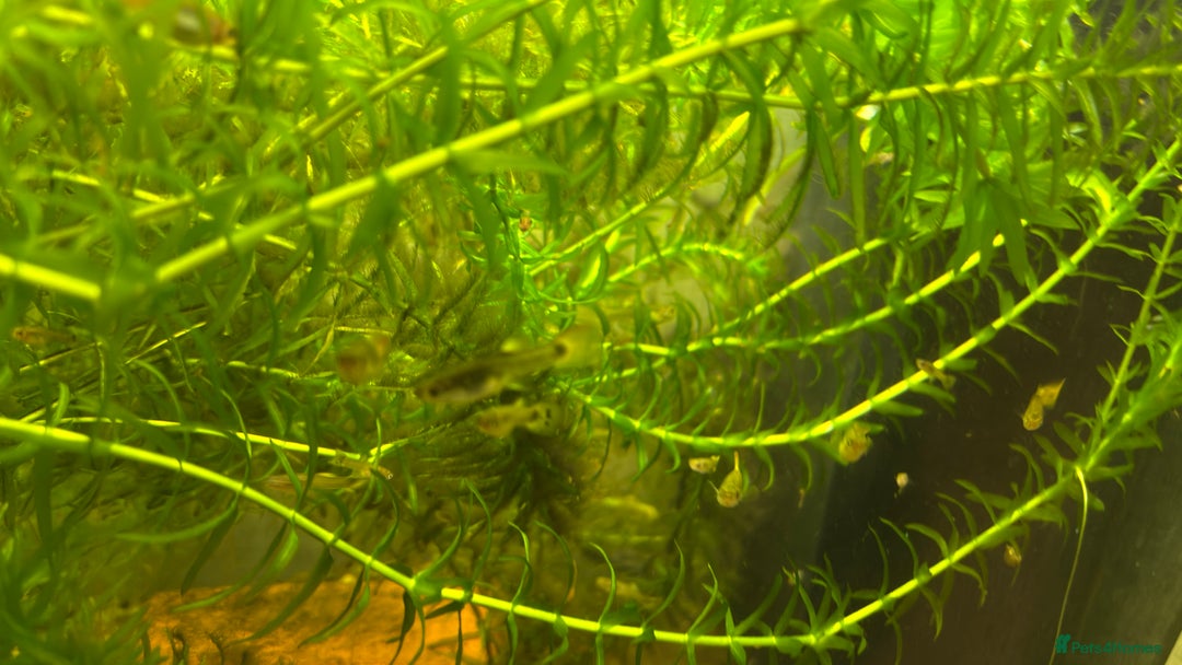 Live Bearers fish for sale: Guppies (Mixed gender and age) - Advert 5