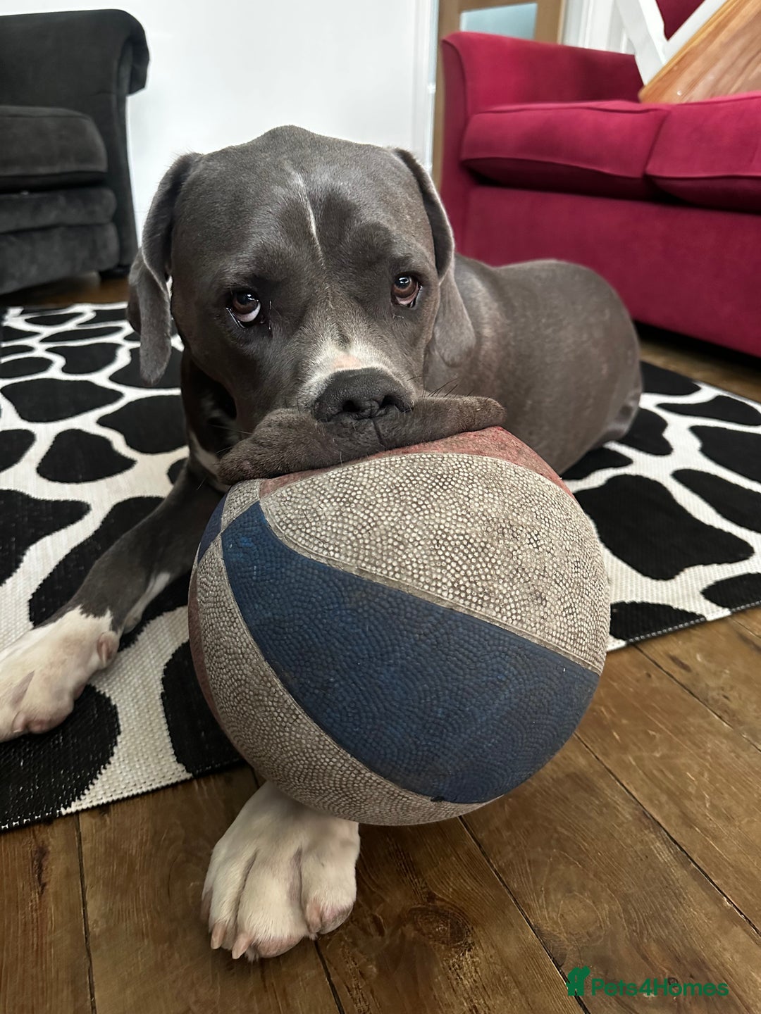 Mastiff dogs for sale: Mastiff dog ( Buddy )  - Advert 6