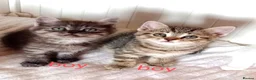 Mixed Breed cats for sale: Beautiful Ragdoll & British Shorthair Mix Kittens  - Advert 6