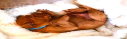 Labrador Retriever dogs for sale: Mahogany Red KC Labrador Puppies - Advert 1