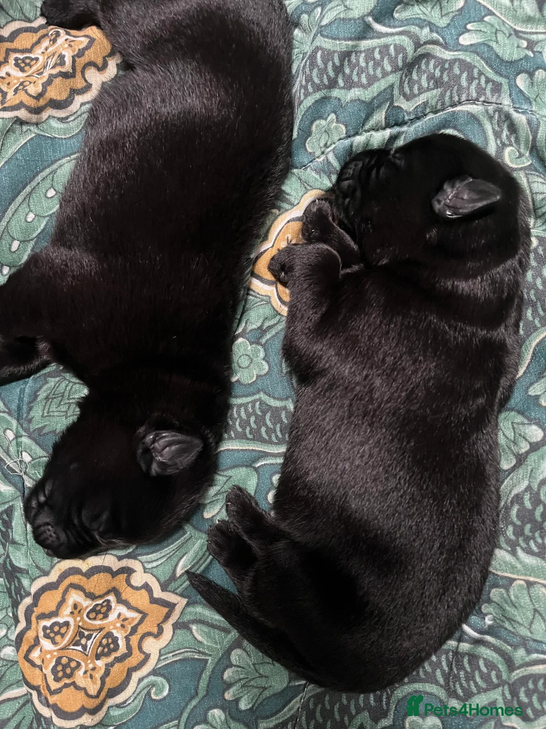 German Shepherd dogs for sale: Solid black German Shepard for sale  - Advert 3