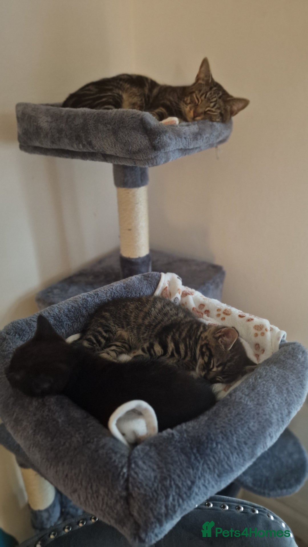 Mixed Breed cats for sale: Three lovely kittens are looking for forever home - Image 30