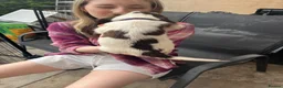 English Springer Spaniel dogs for sale: Springer spaniel pups - Advert 25