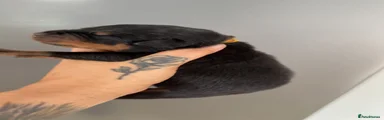 Rottweiler 5