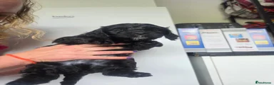 Mixed Breed 2
