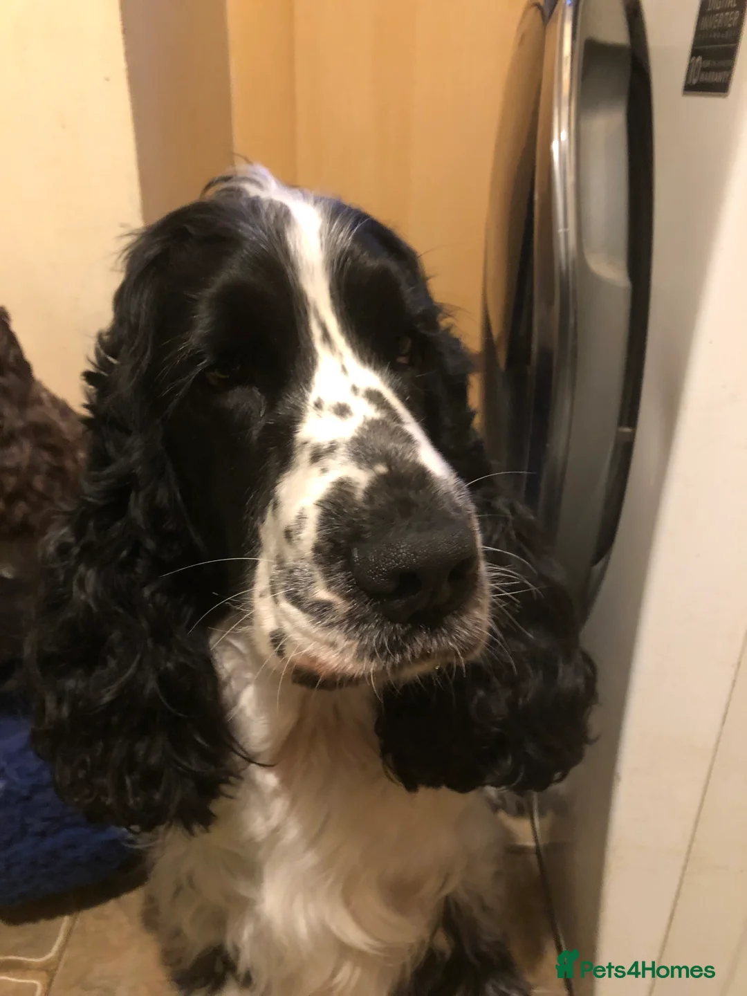 Cocker Spaniel dogs for stud: Full Show cocker spaniel Stud fully health tested  - Advert 7