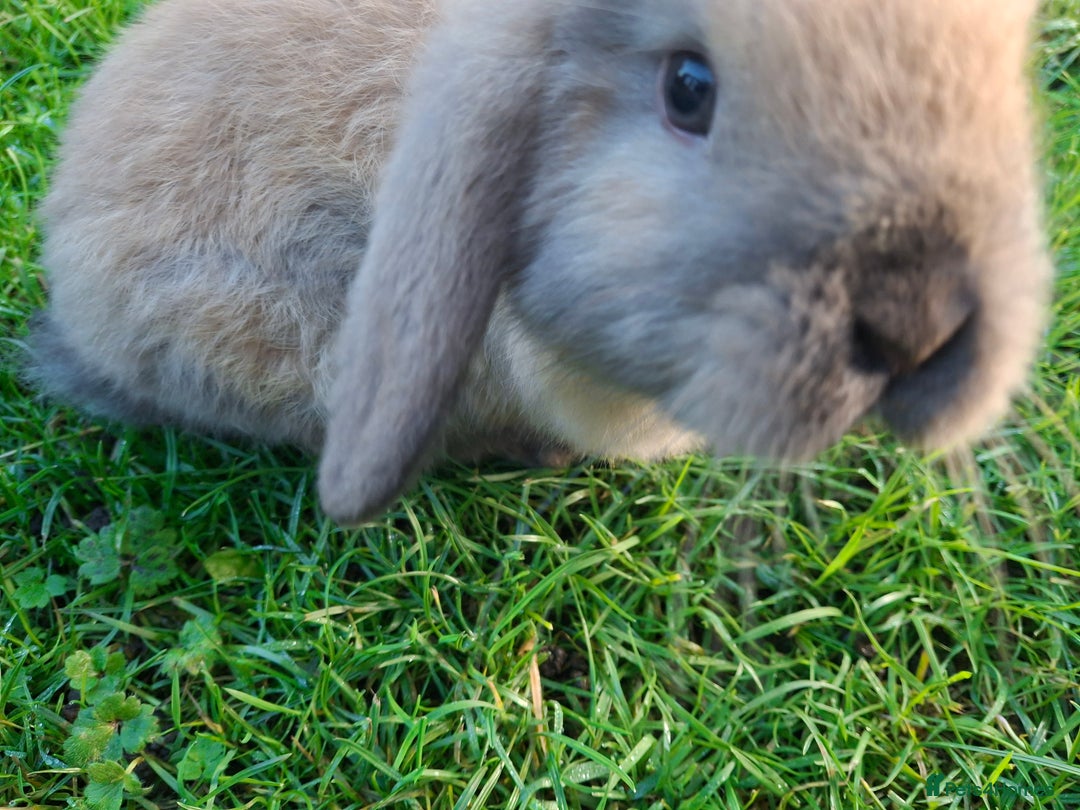 Mini Lop rabbits for sale: Baby Mini Lops - Advert 2