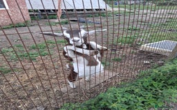 Goats livestock for sale: Ggoats for sale - Image 1