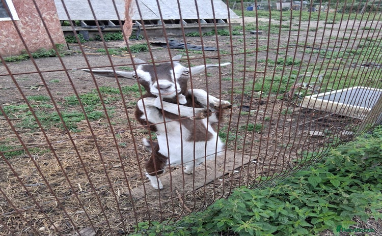 Goats livestock for sale - Advert 2