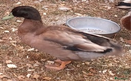 Ducks poultry for sale: Khaki Campbell 2025 drakes, offers considered in Tiverton - Image 3