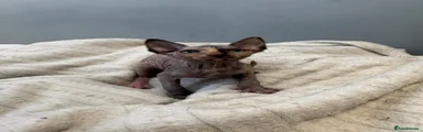 Sphynx Kitten 3