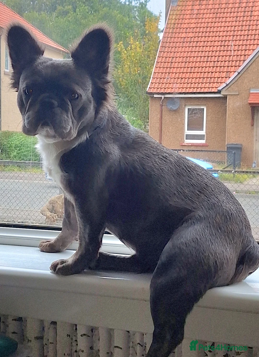 French Bulldog dogs for sale: Fluffy French Bulldog Puppies - Advert 1