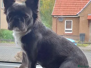 French Bulldog dogs Fluffy French Bulldog Puppies - Advert 8