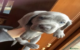 Mixed Breed dogs for sale: Great Weimar puppies  - Image 12