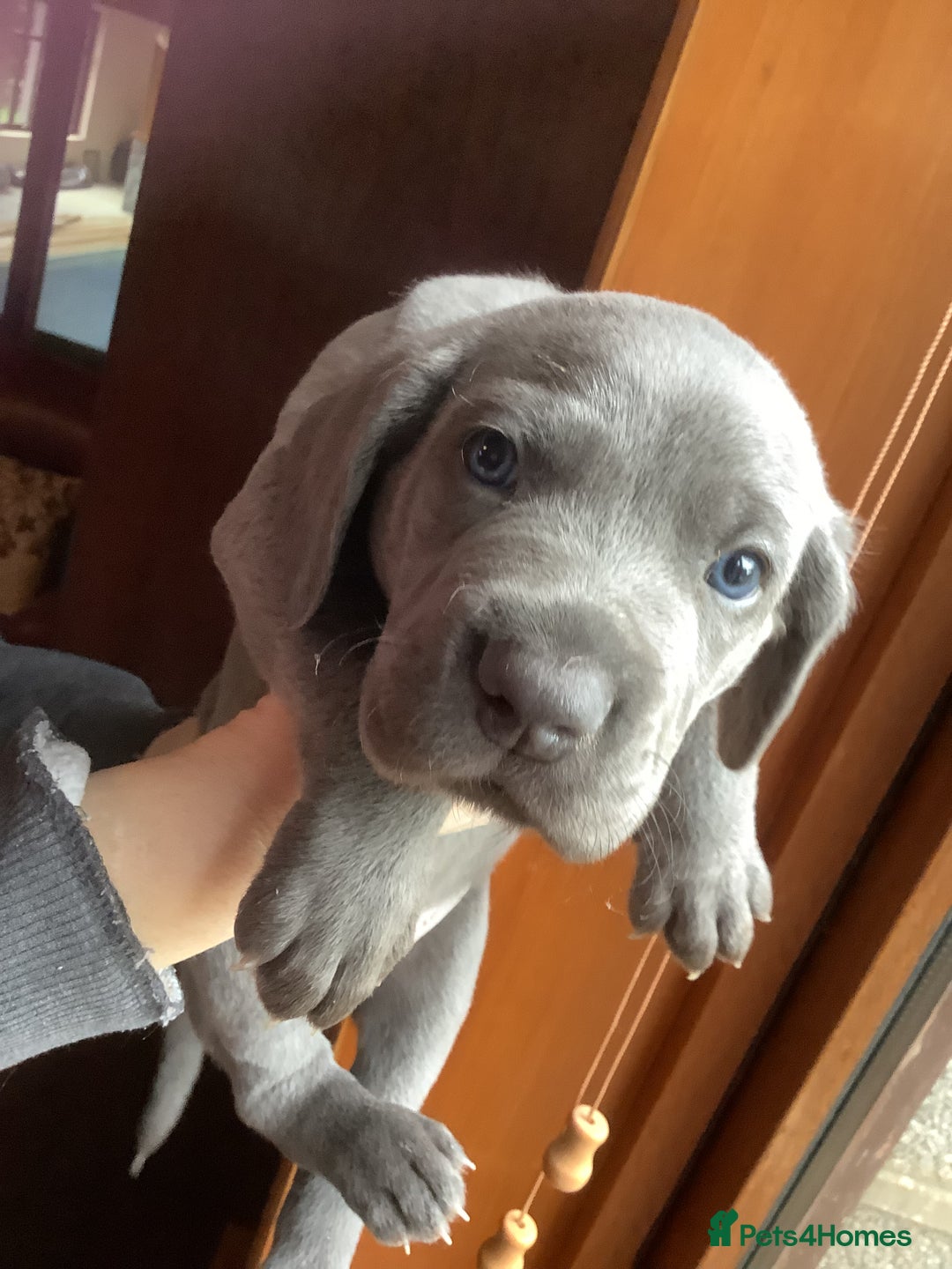 Mixed Breed dogs for sale: Great Weimar puppies  - Image 12