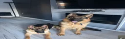 German Shepherd dogs for sale: ⭐️7 Beautiful German Shepherd Puppies⭐️ in Rugby - Advert 29