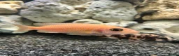 Cichlids fish for sale: Malawi cichlids dragon blood  - Advert 4
