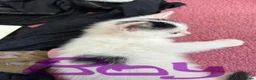 Mixed Breed cats for sale: Kittens - Advert 5