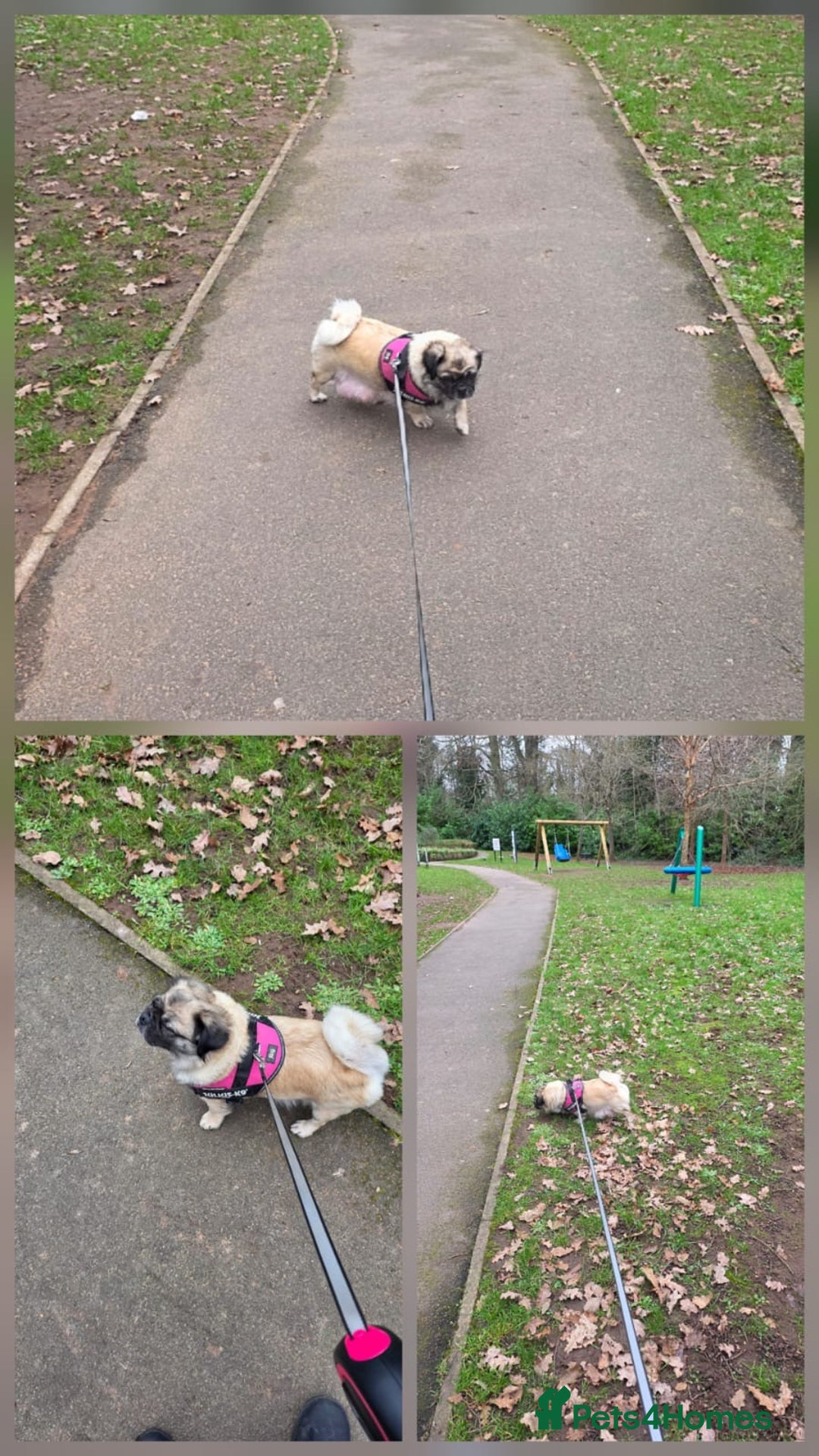 Pug dogs for sale: Beautiful KC Reg spayed fluffy pug needs home 💖 - Advert 8