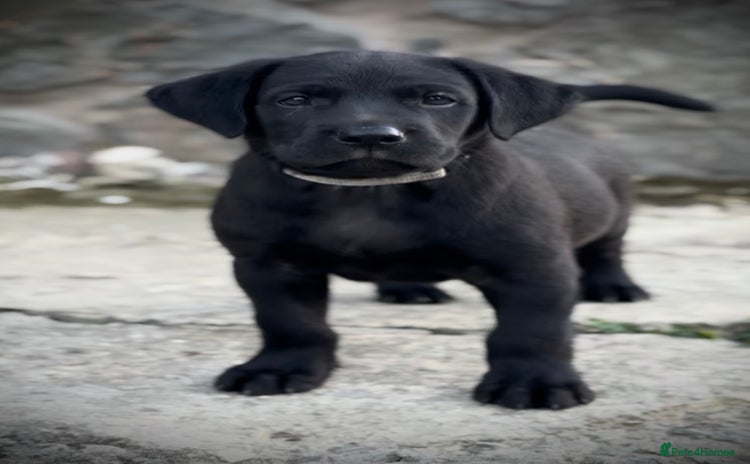 Labrador Retriever dogs - Advert 8