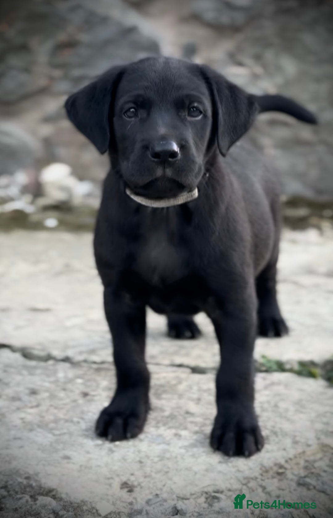 Labrador Retriever dogs for sale: FTCH Pedigree, Heath Tested and Hip and Elbows  - Image 1