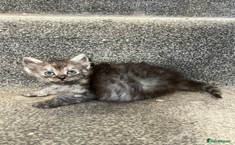Maine Coon cats - Advert 2