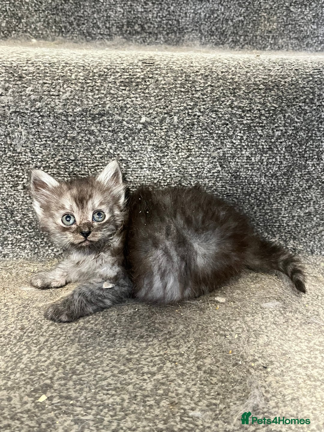 Maine Coon cats for sale: 3/4 Maine coon x kittens - Image 5