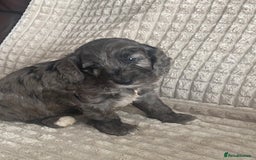 Cockapoo dogs for sale: Beautiful cockapoo puppies - Image 31