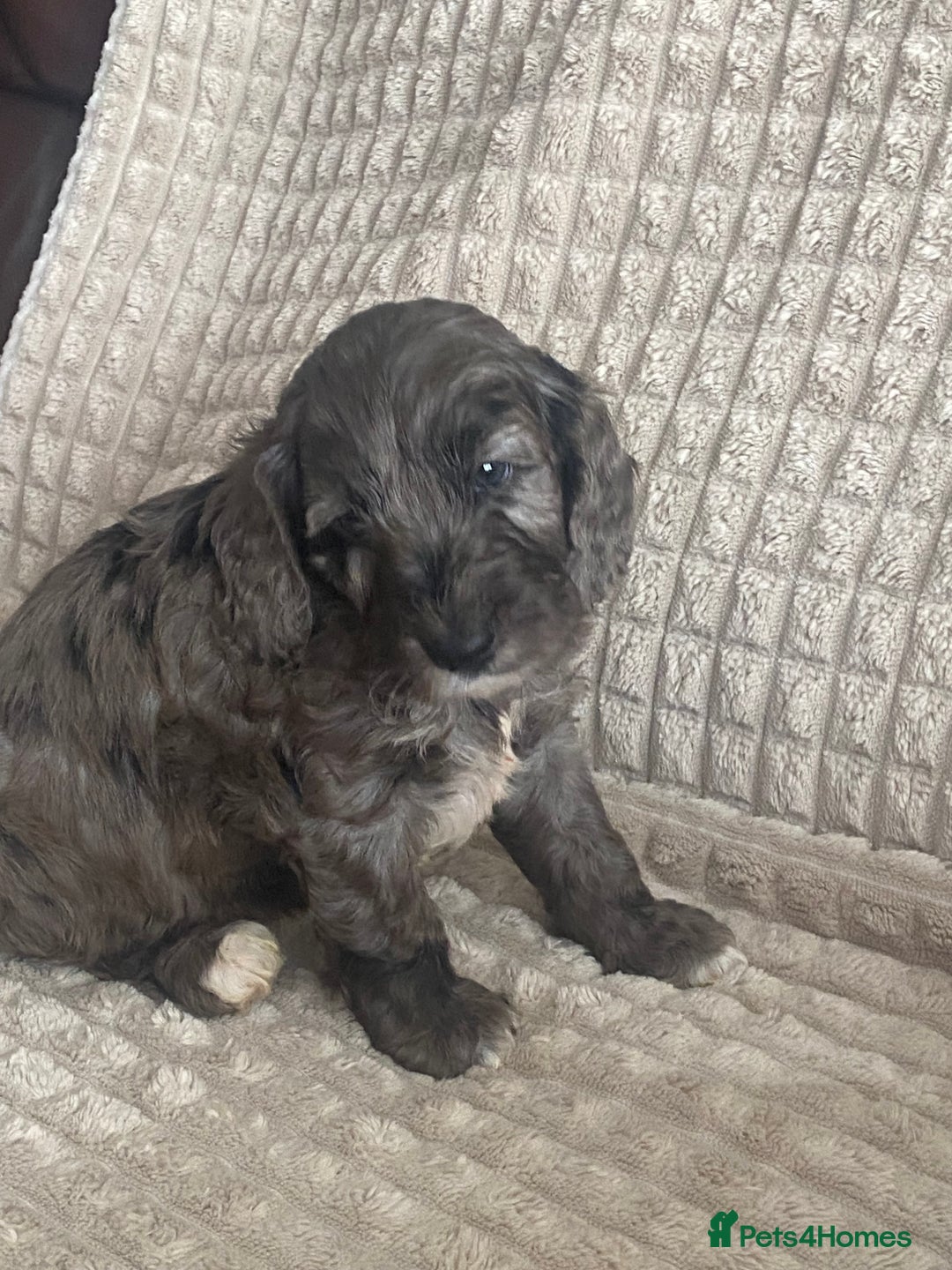 Cockapoo dogs for sale: Beautiful cockapoo puppies - Image 31