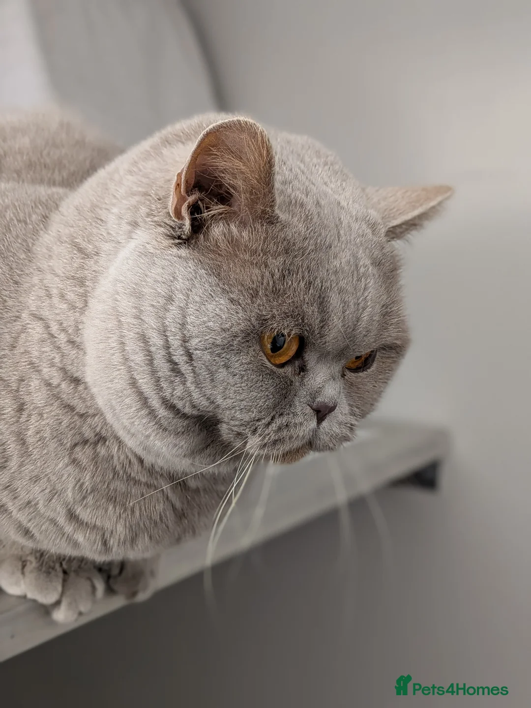 British Shorthair cats for stud: Champion BSH Stud GCCF / TICA reg in Derby - Advert 4