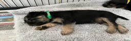 Mixed Breed dogs for sale: Border Terrier x Patterdale Puppies  - Advert 8