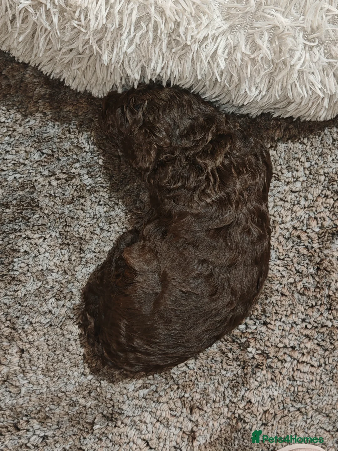 Cockapoo dogs for sale: Cockapoo puppies  - Advert 9