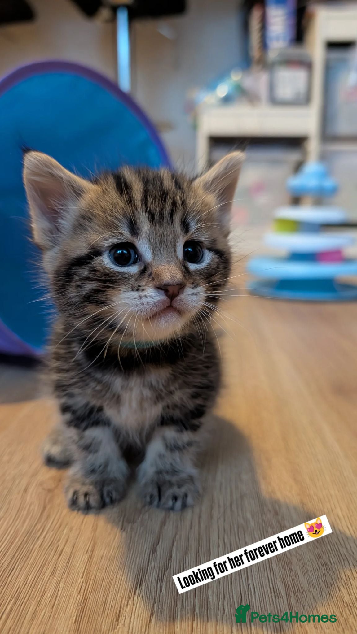 Mixed Breed cats Mixed Maine Coon Kittens  - Advert 6
