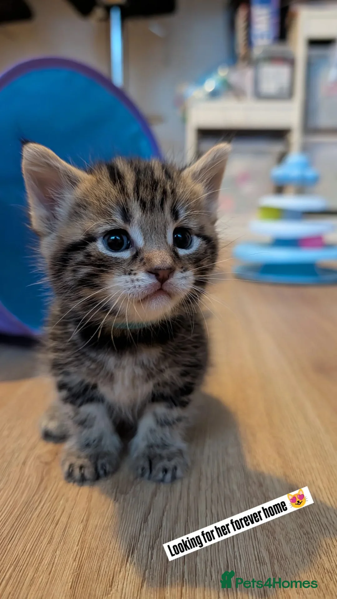Mixed Breed cats for sale: Mixed Maine Coon Kittens  - Advert 1