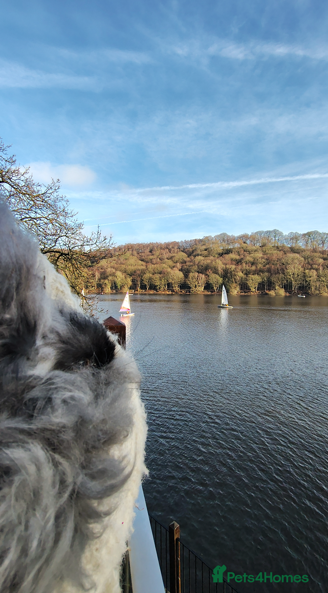 Angora rabbits for sale: Adorable Purebred Angora Rabbits💙 - Advert 5