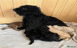 Cavapoo dogs for sale: **CAVAPOO F1B PUPS** - Image 2