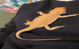 Bearded Dragon reptiles for sale: Boy Bearded Dragon  - Advert 11
