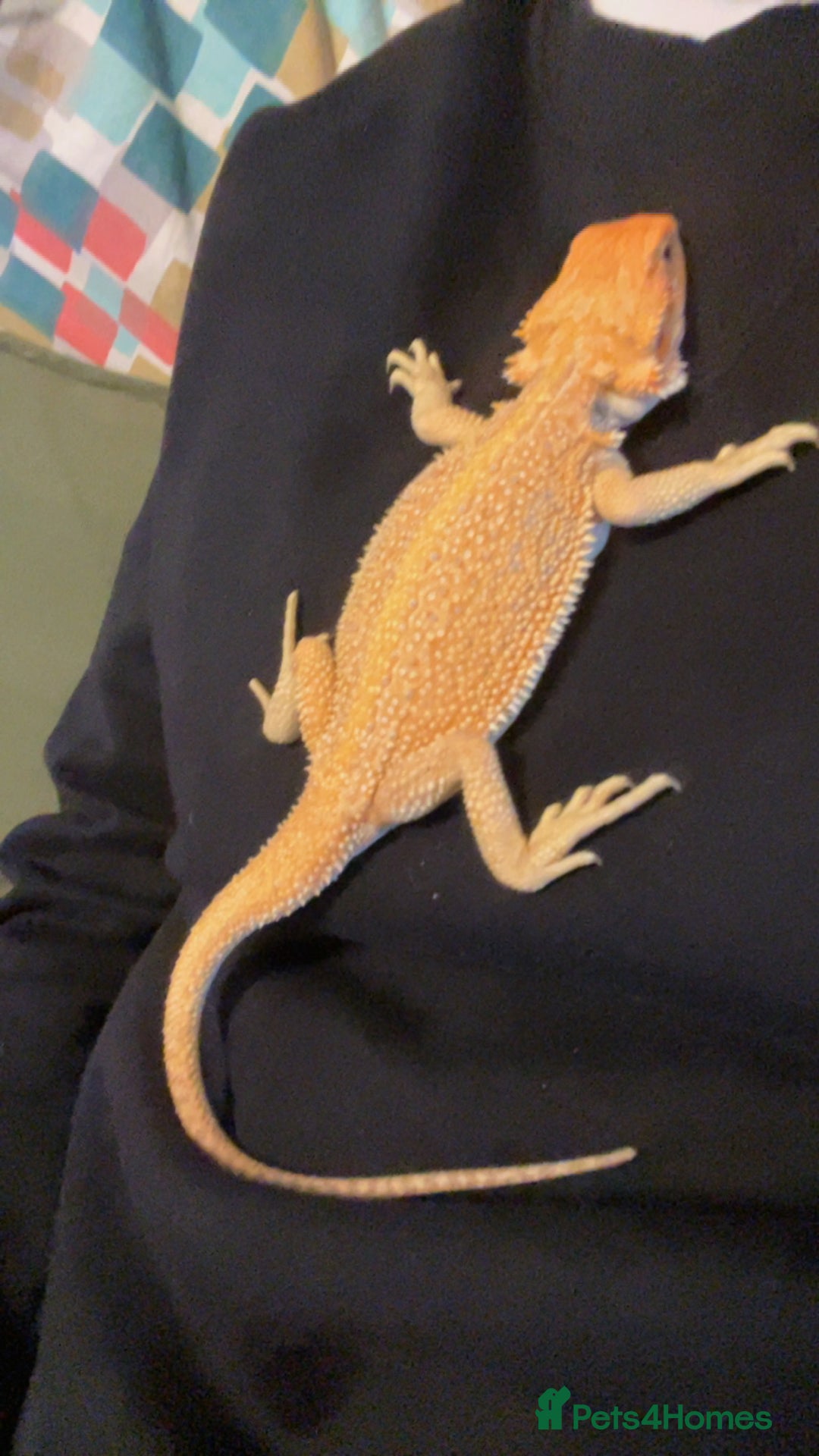 Bearded Dragon reptiles for sale: Boy Bearded Dragon  - Advert 11