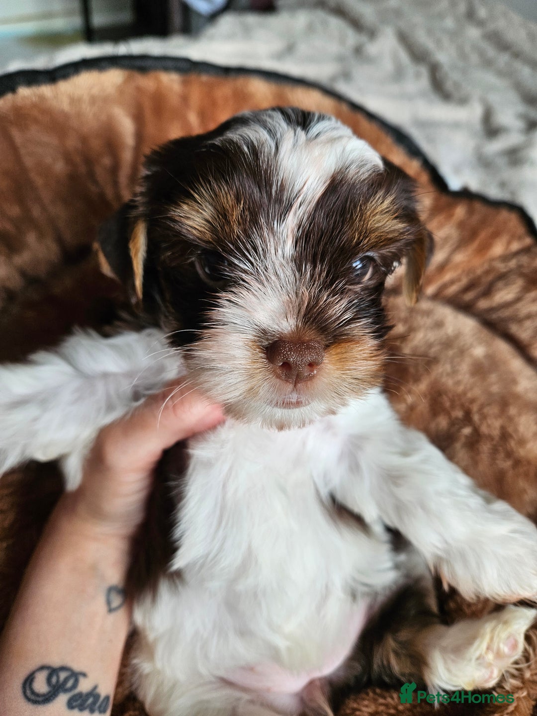 Yorkshire Terrier dogs for sale: DNA tested parents possible Dilution Yorkies - Image 34