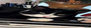 Domestic Shorthair 1
