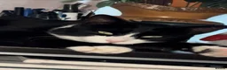 Domestic Shorthair cats for sale: Taxido boy in search of a loving home  - Advert 2
