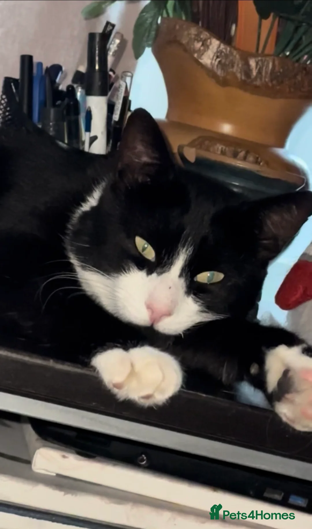 Domestic Shorthair cats for sale: Taxido boy in search of a loving home  - Advert 2