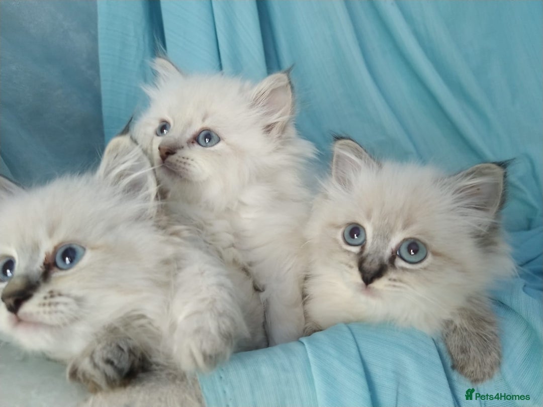 Siberian cats for sale: Siberian kittens for sale  - Image 5