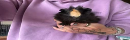 Guinea Pig rodents for sale: Beautiful Baby Guinea Pigs Boys 4 Weeks  - Advert 3